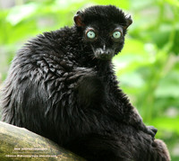 Blue eyed lemur