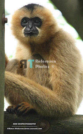 Gibbon