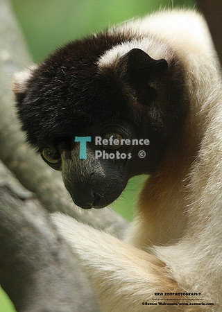 Sifaka