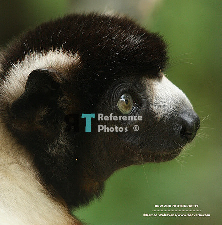 Sifaka