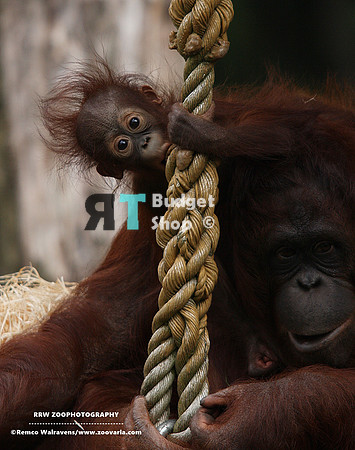 1 orang baby 1