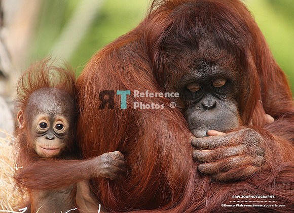 1 orang baby 3