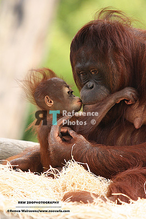 Orangutan mother and baby (Note: image is grainy and not extremely detailed, but the moment is so precious)