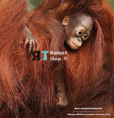 1 orang baby 5