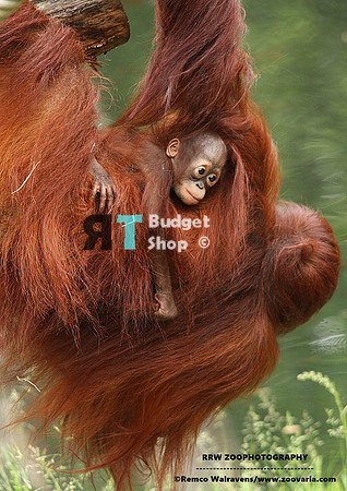 1 orang baby 6
