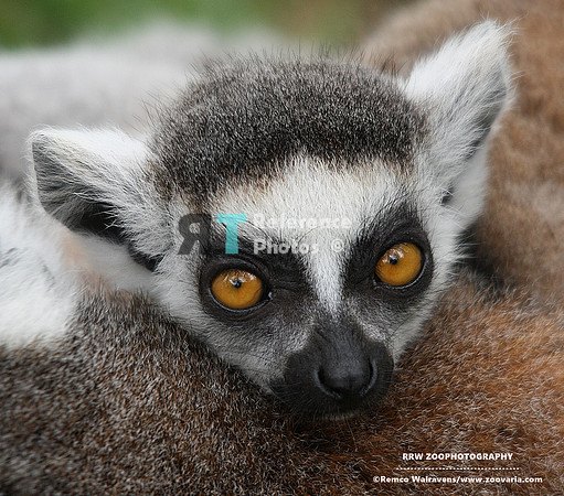 Ring tailed lemur