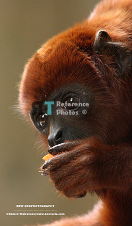 Colombian red howler
