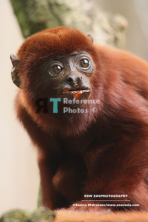 Colombian red howler