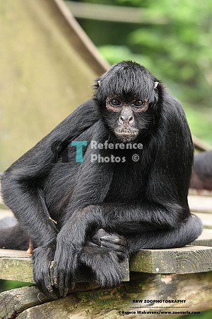Spider monkey