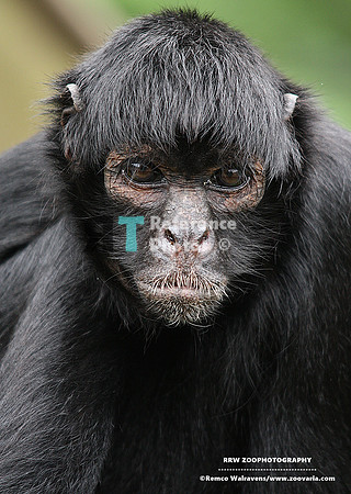 Spider monkey