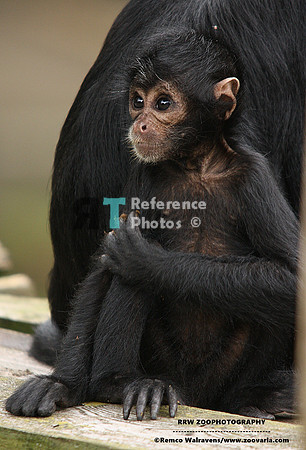 Spider monkey