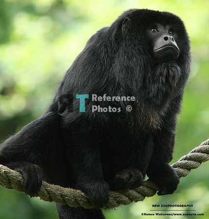 Black howler