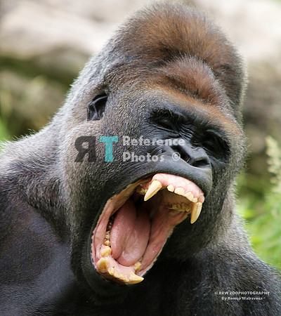 Gorilla yawning