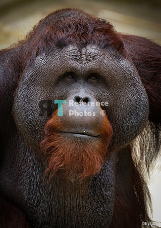 Orangutan