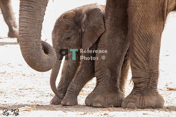 African elephant calf (colour)
