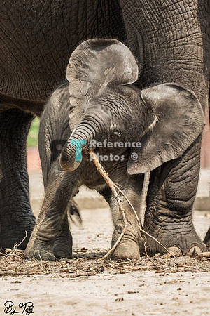 African elephant calf (colour)