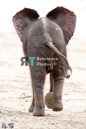 African elephant calf