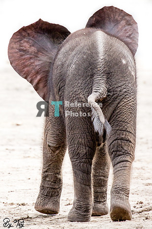African elephant calf