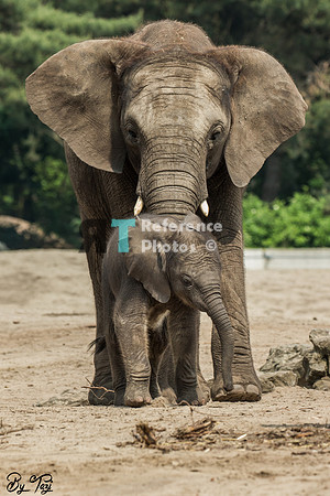 African elephant mother & calf