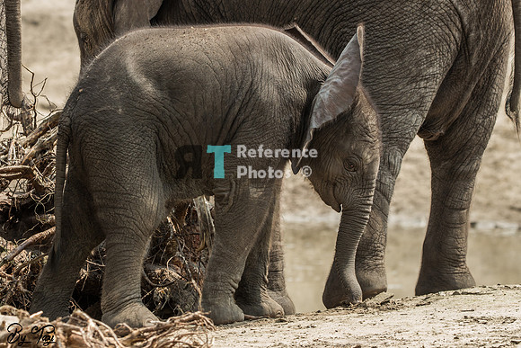 African elephant calf