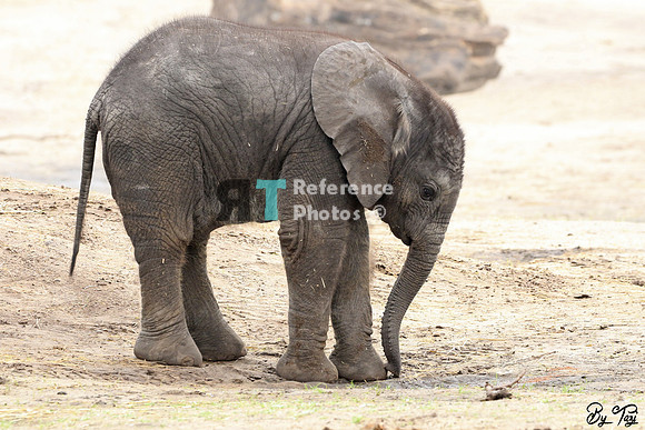 African elephant calf (colour)