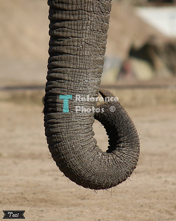 African elephant trunk