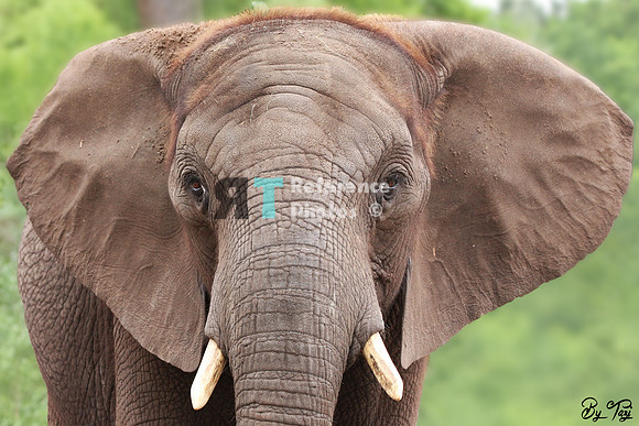 African elephant portrait