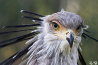 Secretary bird