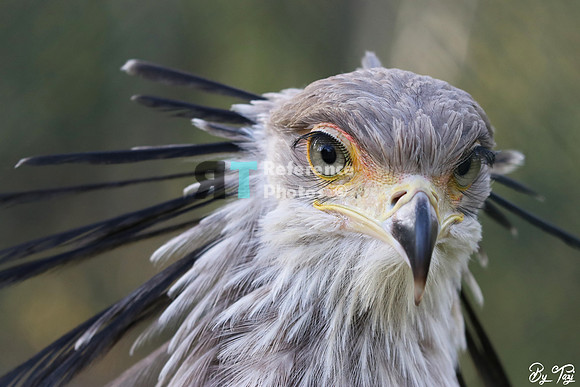Secretary bird