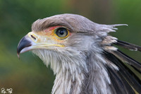 Secretary bird