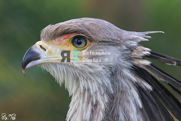 Secretary bird