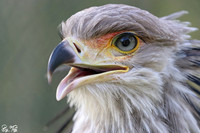 Secretary bird