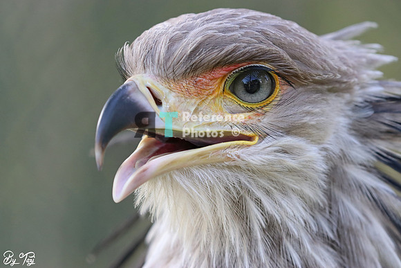 Secretary bird