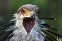 Secretary bird