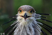 Secretary bird