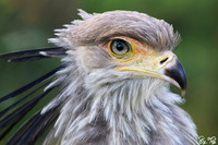 Secretary bird