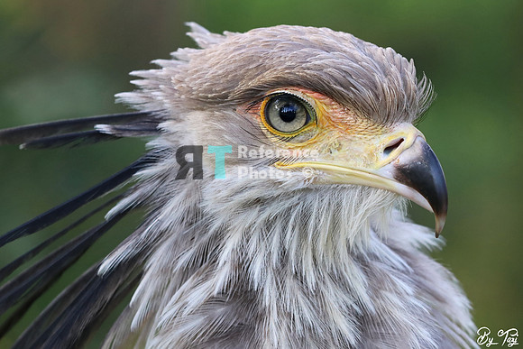 Secretary bird