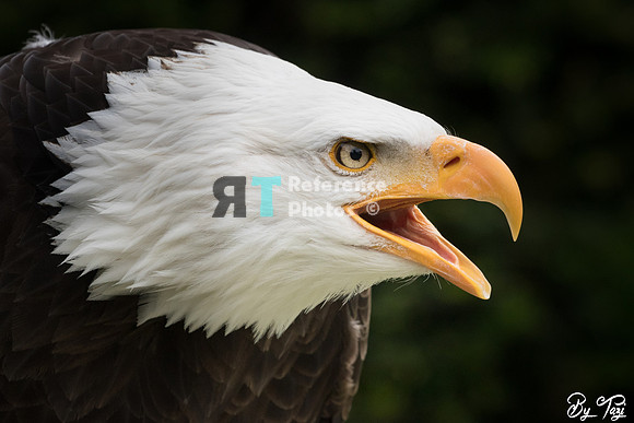 Bald eagle
