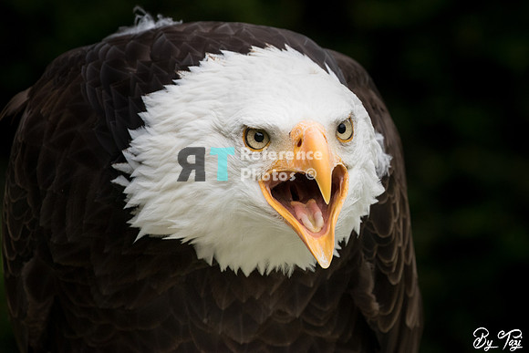 Bald eagle