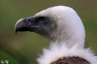 Vulture
