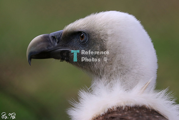 Vulture