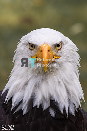 Bald eagle