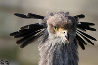 Secretary bird