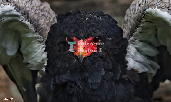 Bateleur Eagle