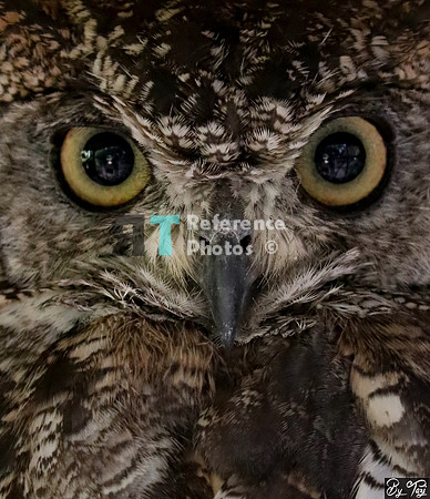 African eagle owl