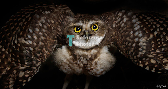 Burrowing owl