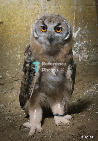 Juvenile eagle owl