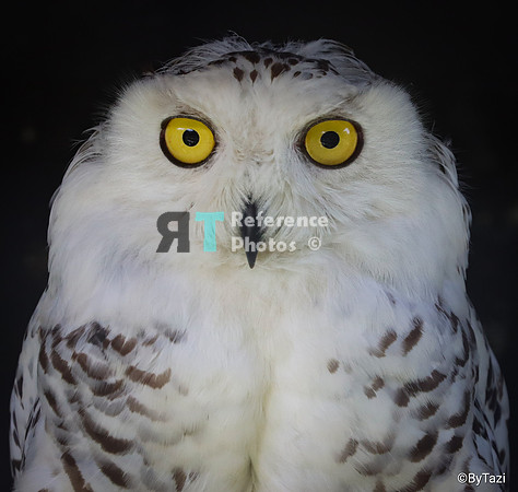 Snowy owl