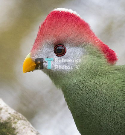 Red-crested turaco