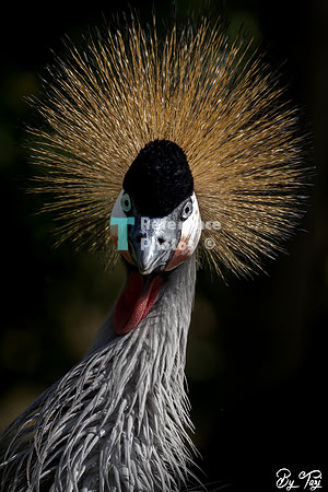 Grey crowned crane